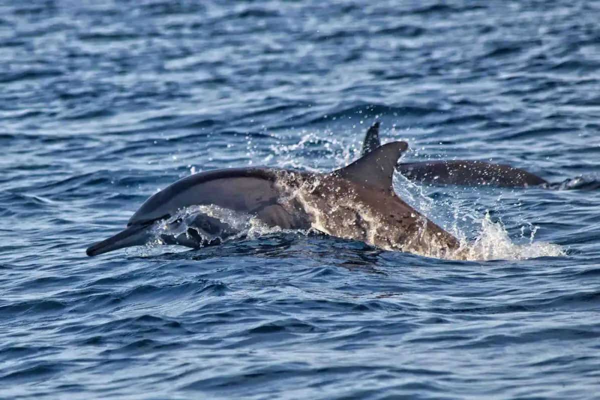 Lovina Dolphin Watching Sunrise Tour Bali
